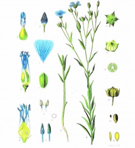the-flax-plant-linum-usitatissimum
